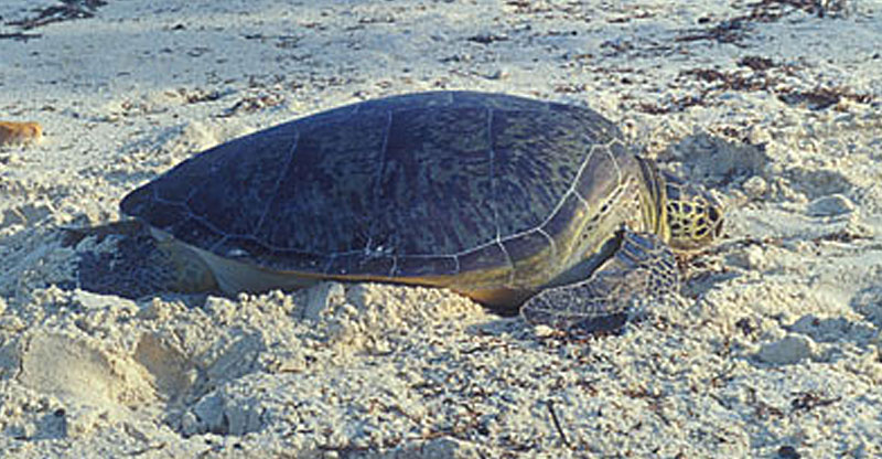 Green Turtle (Chelonia mydas)