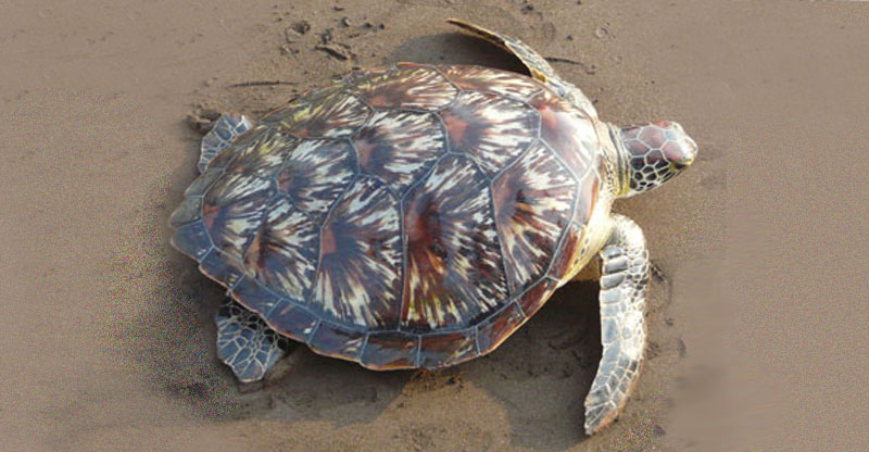 Hawksbill (Eretmochelys imbricata)