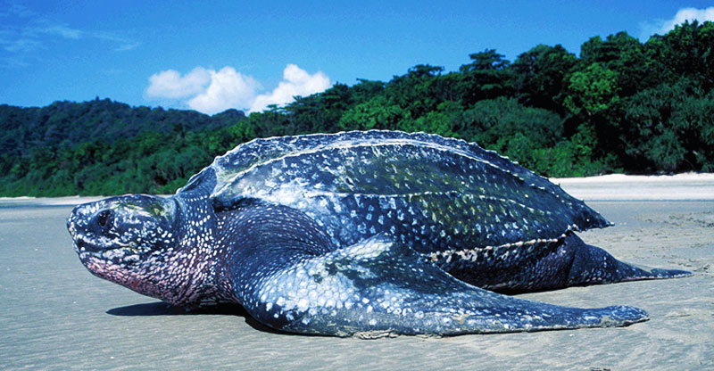Leatherback (Dermochelys coriacea)