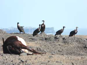 Vulture Report 2007-08
