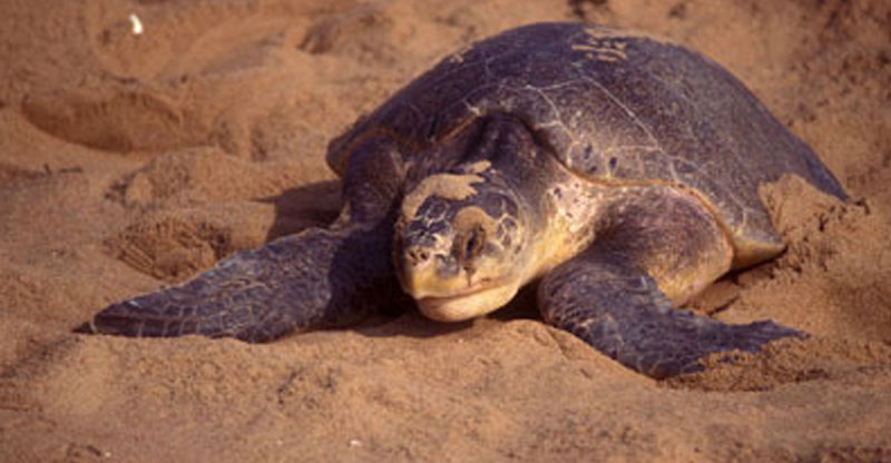 Olive Ridley (Lepidochelys olivacea)