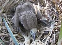 young vulture