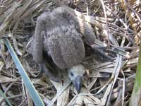 young vulture