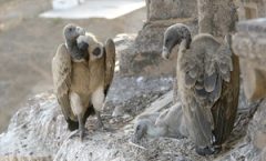 Long Billed Vulture
